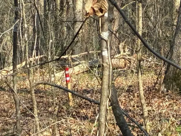 13356 Ellison Trace, Birchwood, TN 37308