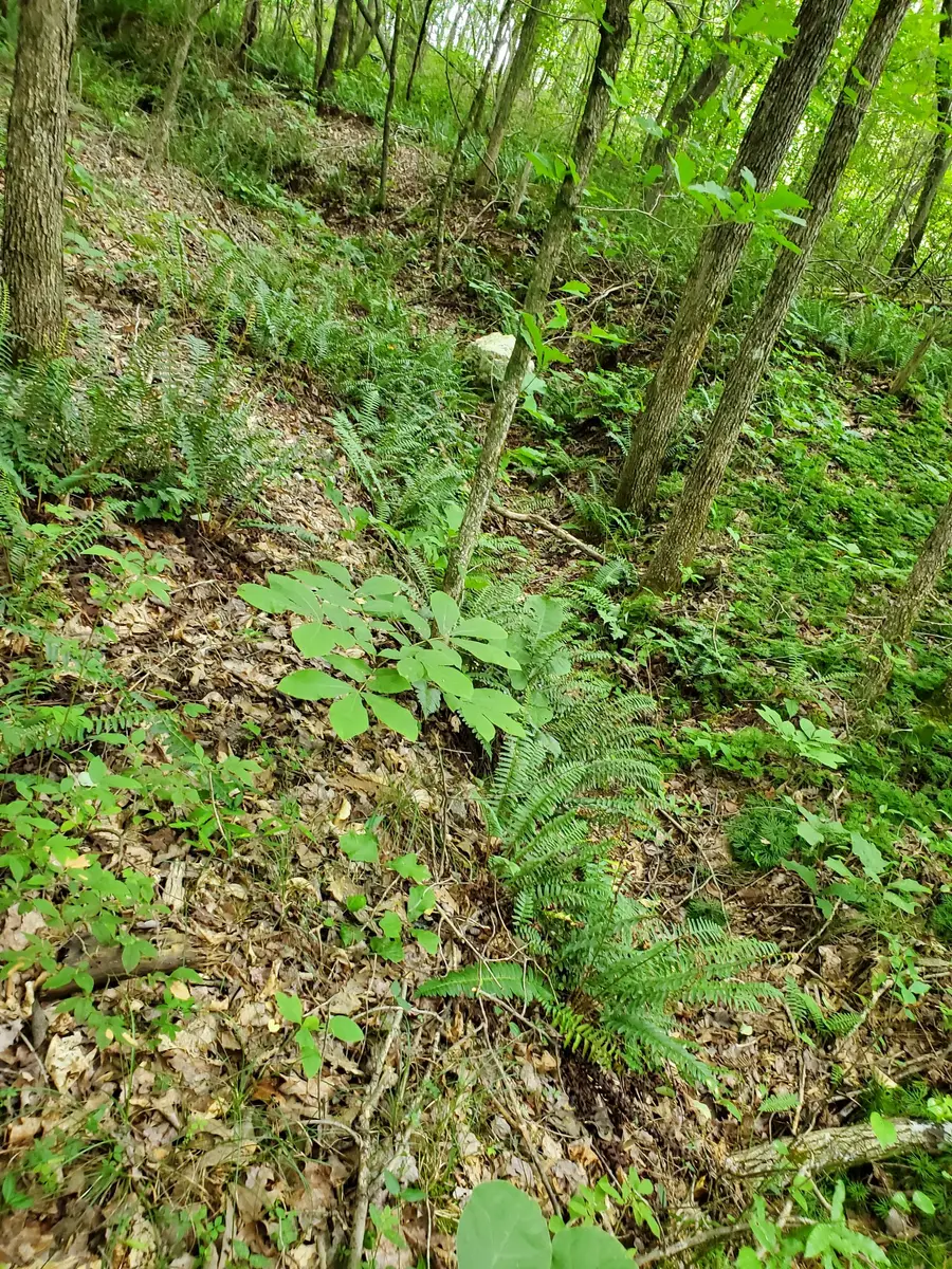 235 County Road, Niota, TN 37826 - #3