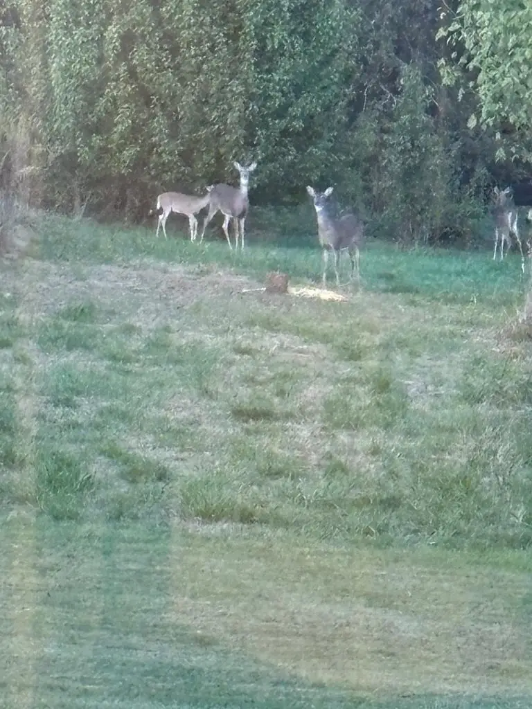 9860 Cerulean Sinking Fork Rd, Cerulean, KY 42215 - #3