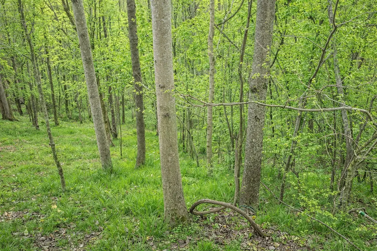 114 Shoreside Dr, Smithville, TN 37166 - #1