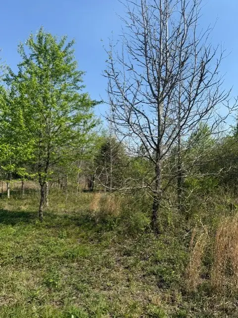 185 Scott Orchard Rd, Taft, TN 38488 - #3