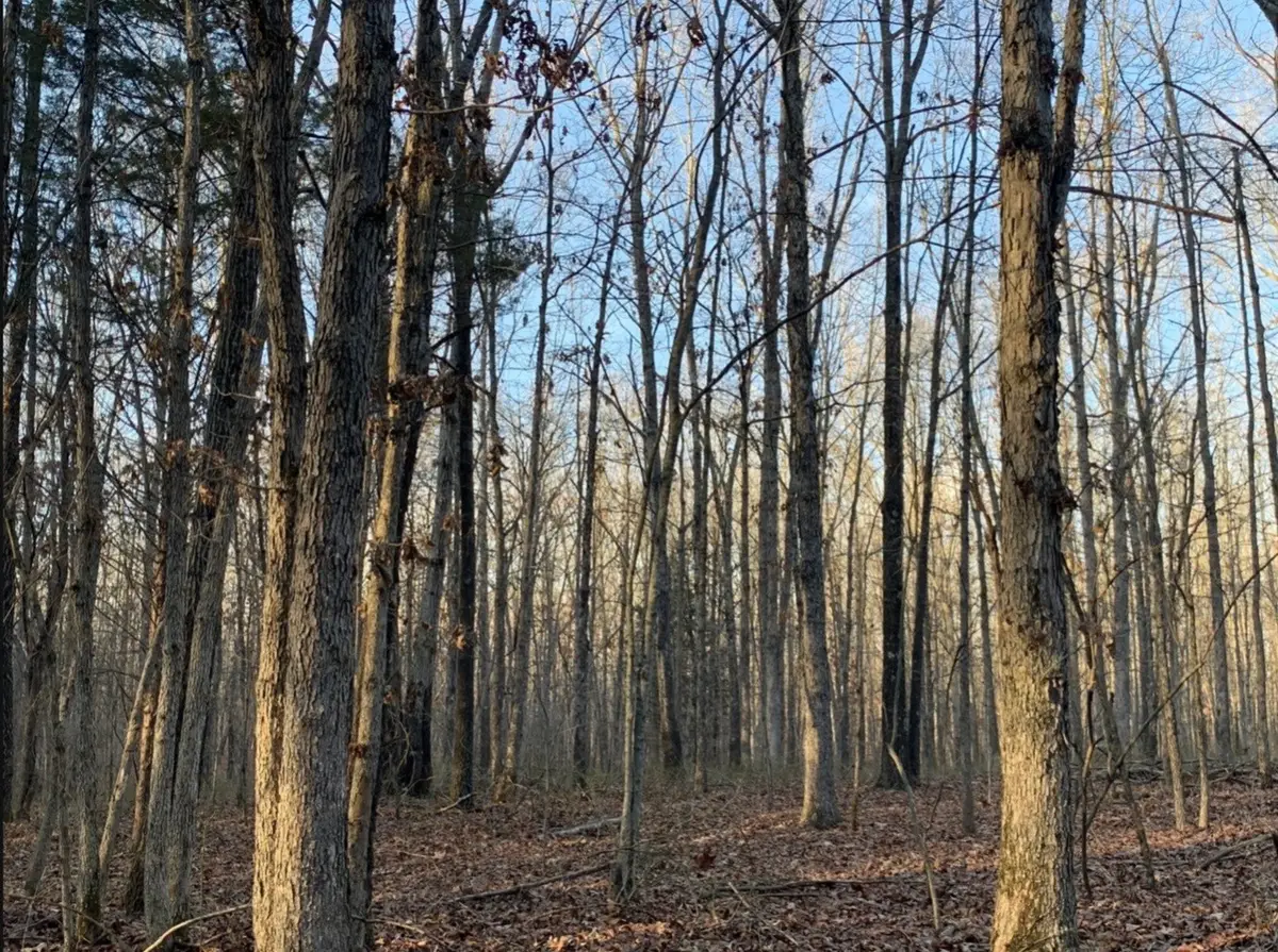 1 Summertown Hwy, Summertown, TN 38483 - #1