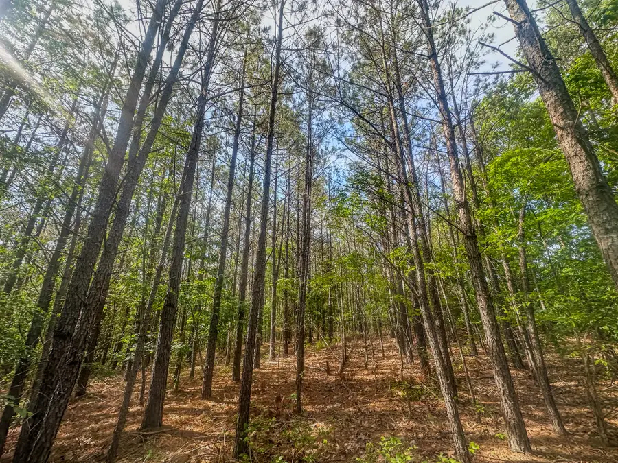 0 Darbytown Road, Hohenwald, TN 38462 - #3