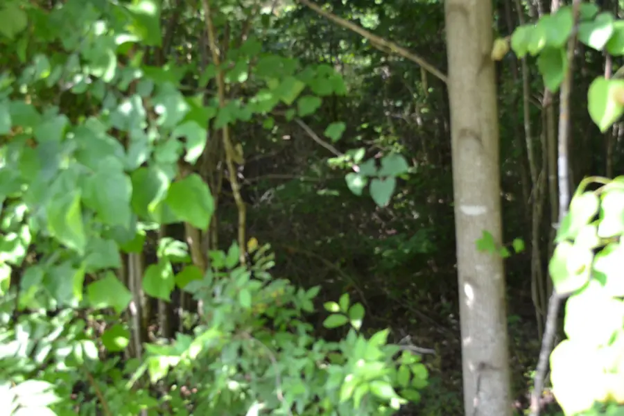 0 Dynamite Ln, Livingston, TN 38570 - #2
