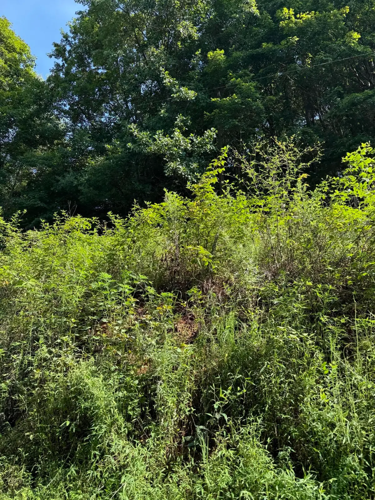 115 Hughes Hollow Road, Ten Mile, TN 37880 - #1