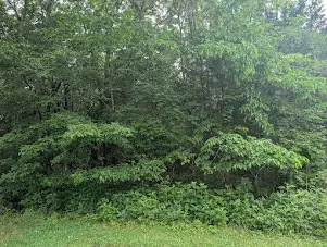 171 Echols Rd, Elora, TN 37328 - #1