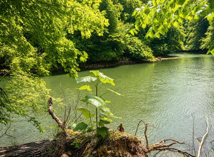 0 Elklore Avenue, Estill Springs, TN 37330 - #2