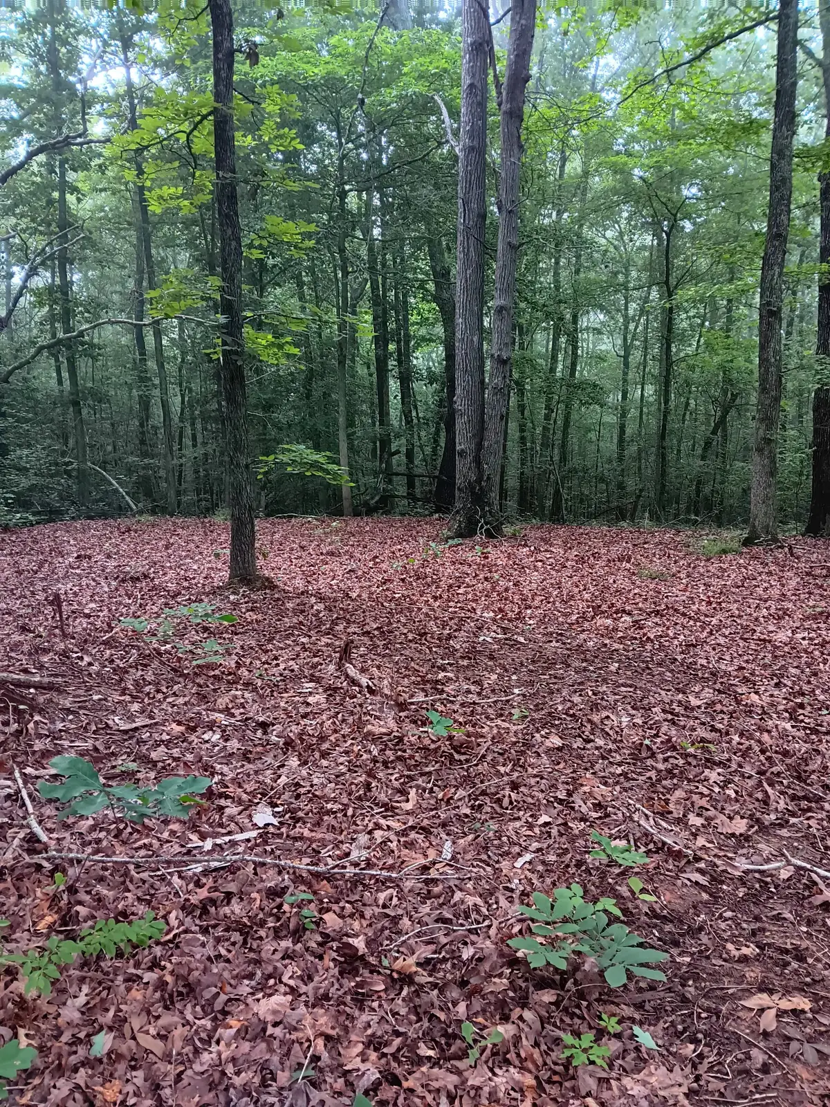 0 Logger Lane, Cedar Grove, TN 38321 - #1