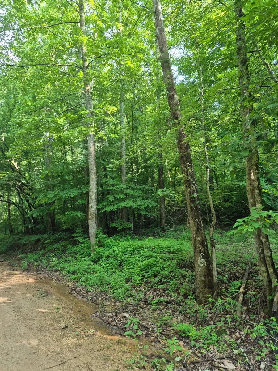 0 Co Rd 462, Lexington, AL 35648 - #2