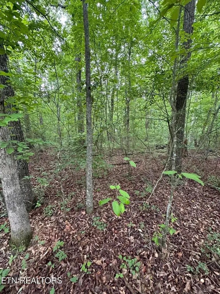 935 Veho Cir, Crossville, TN 38572 - #3