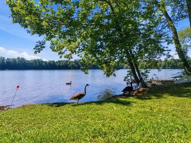2863 New Lake Road, Spring City, TN 37381 - #2