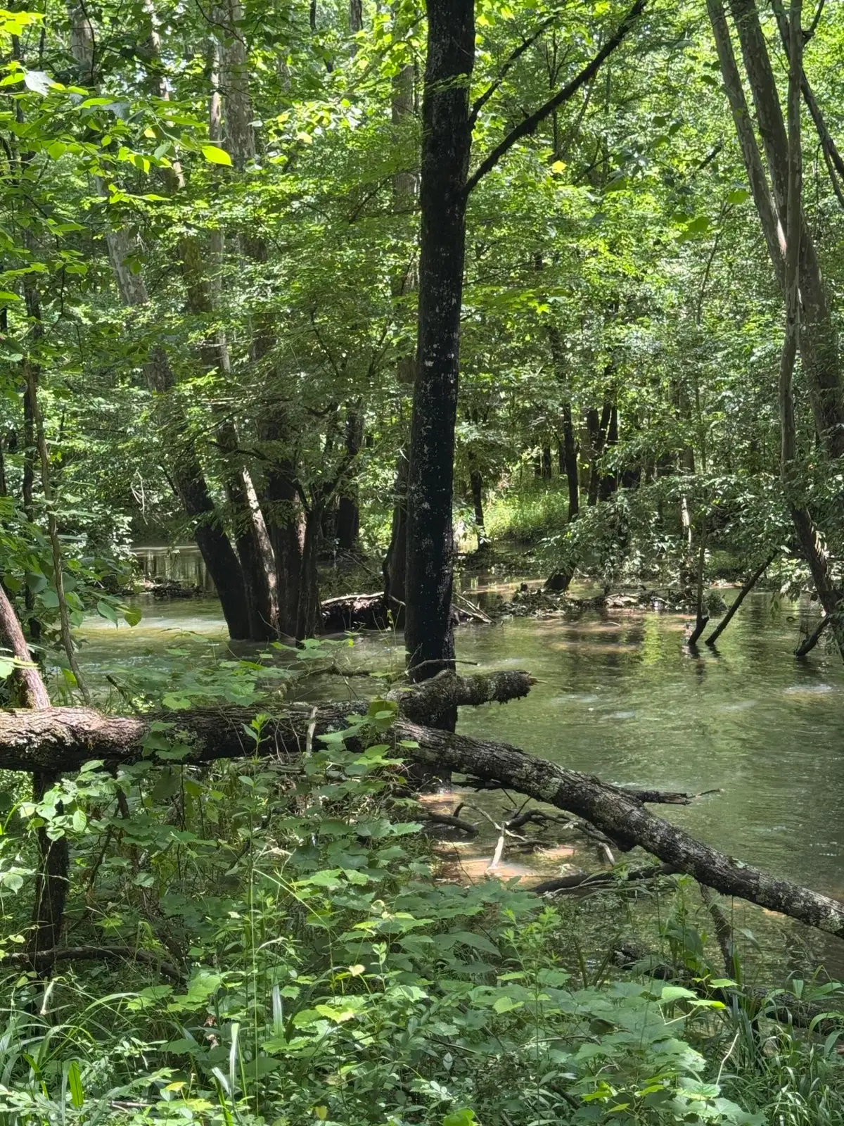 2784 Fiery Gizzard Road, South Pittsburg, TN 37380 - #1