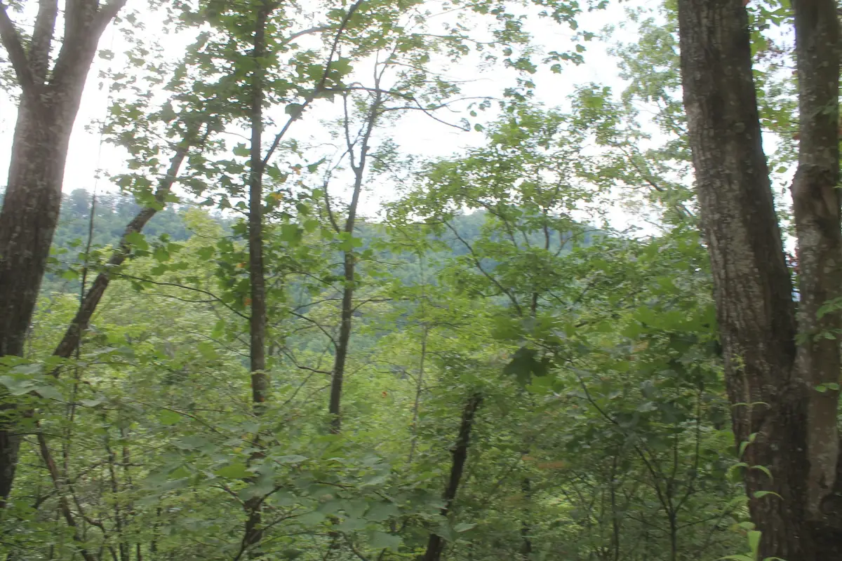 3 Straight Fork Road, Huntsville, TN 37756 - #1