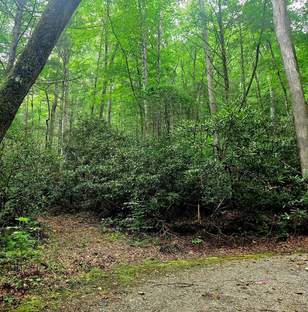0 Holder Cemetery Road, Tellico Plains, TN 37385 - #1