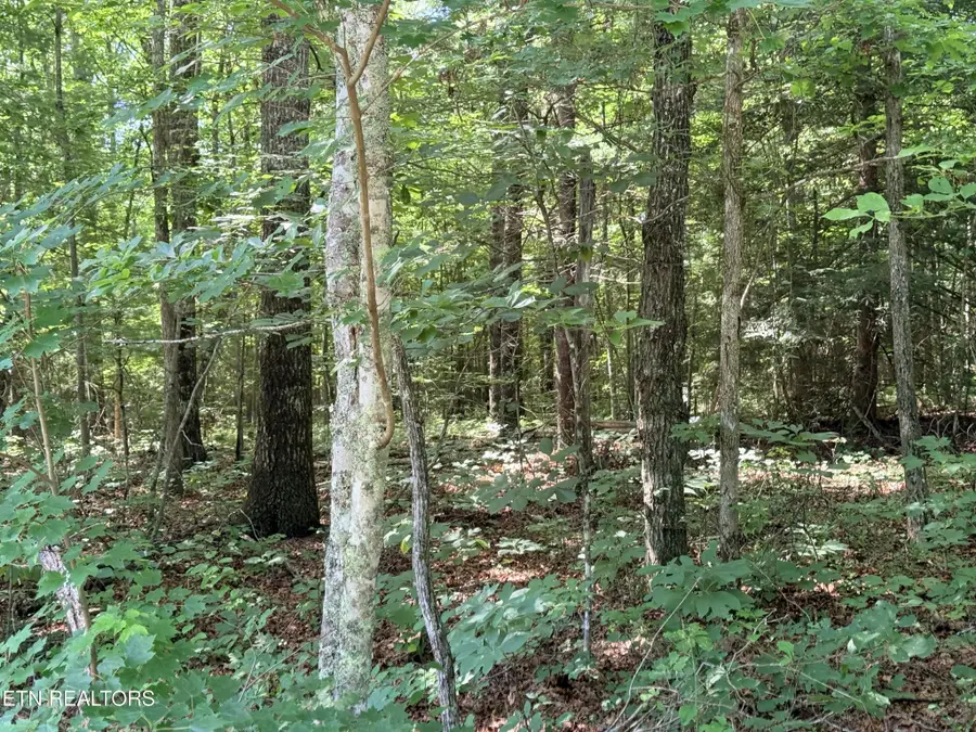 390 Georgee Rd, Jamestown, TN 38556 - #2
