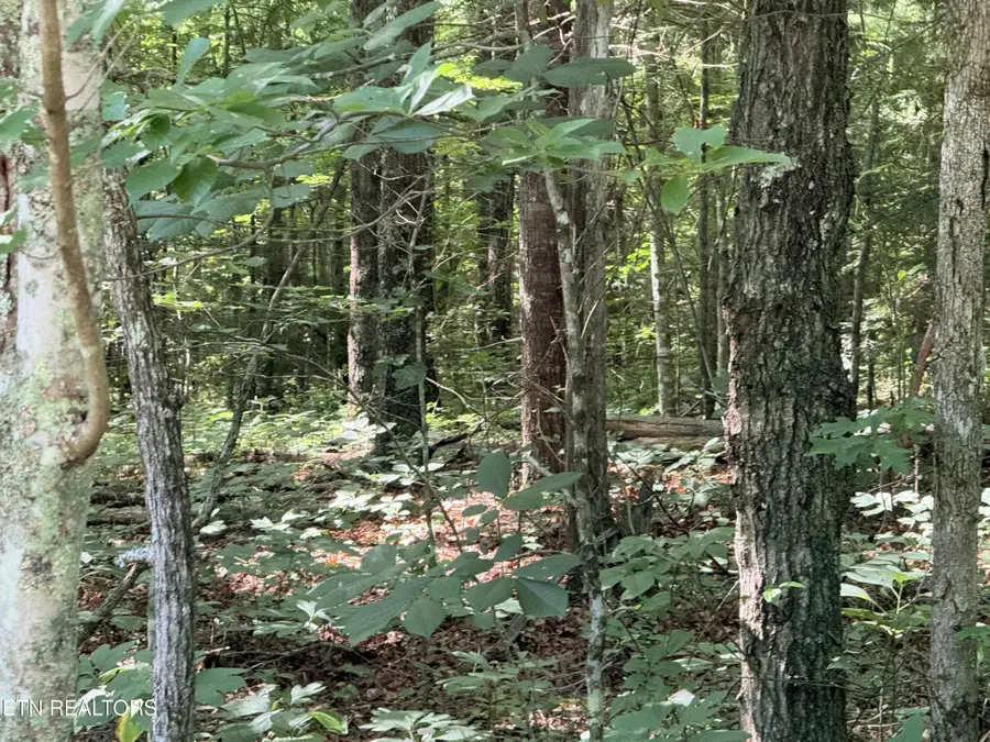 390 Georgee Rd, Jamestown, TN 38556 - #3