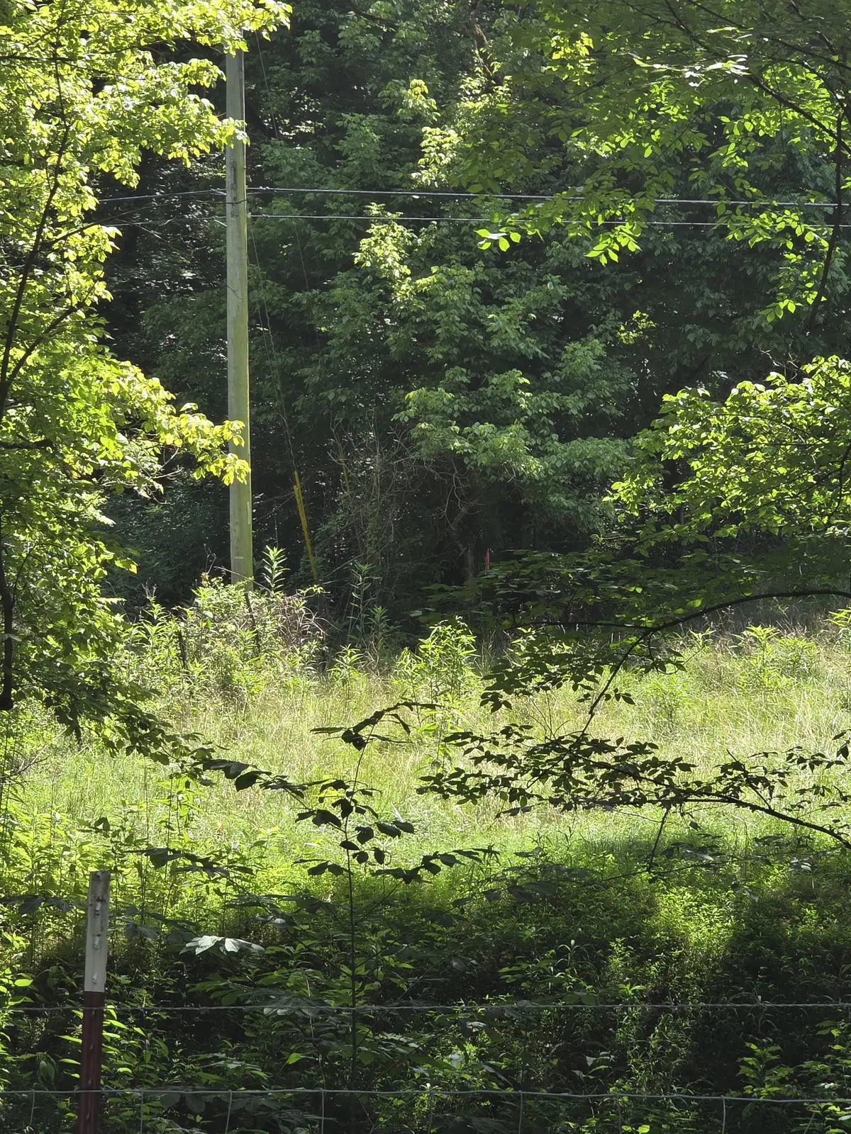 0 Difficult Ln, Pleasant Shade, TN 37145 - #1