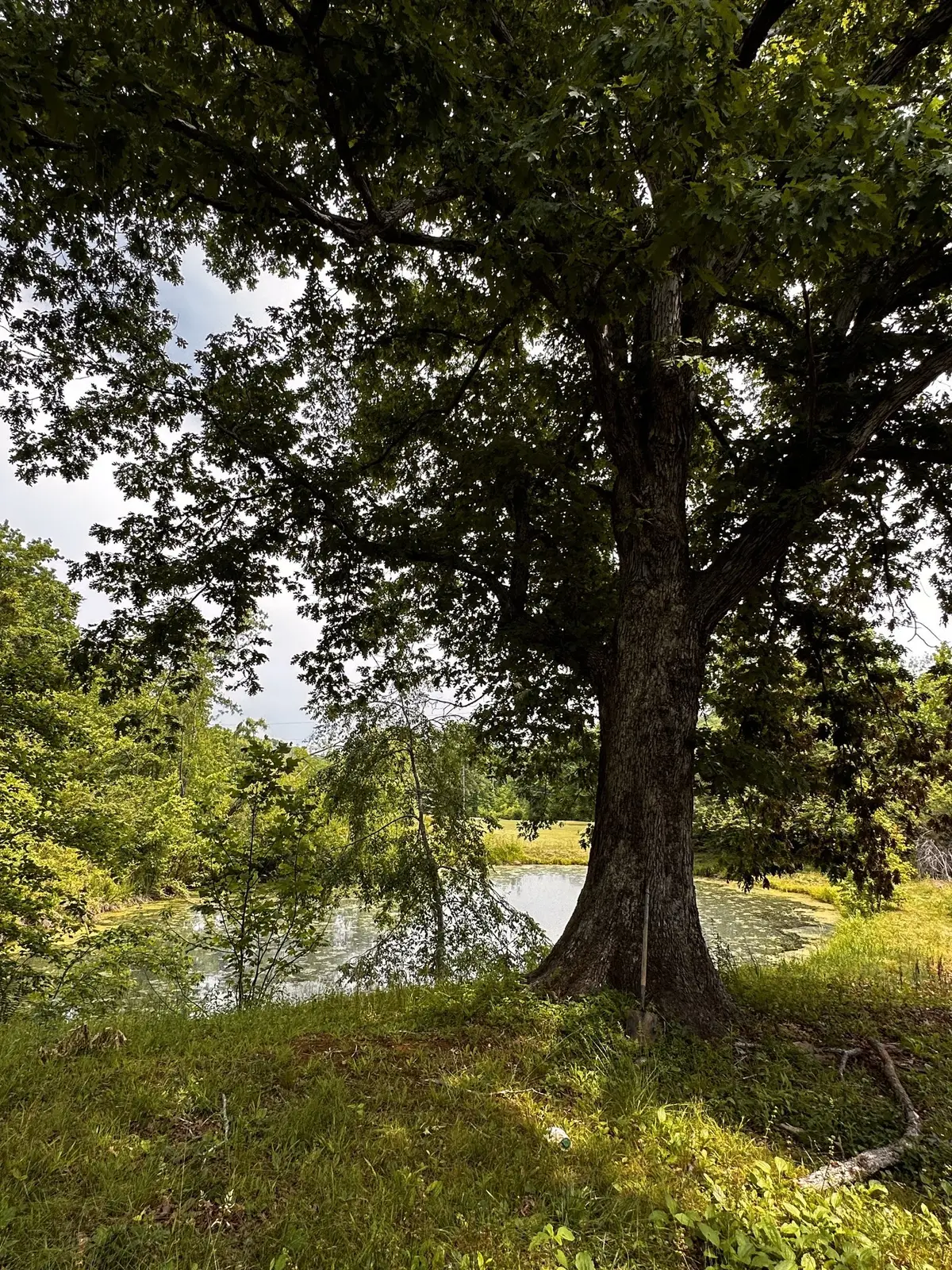 119 Rodger Carroll Rd, Hohenwald, TN 38462 - #1