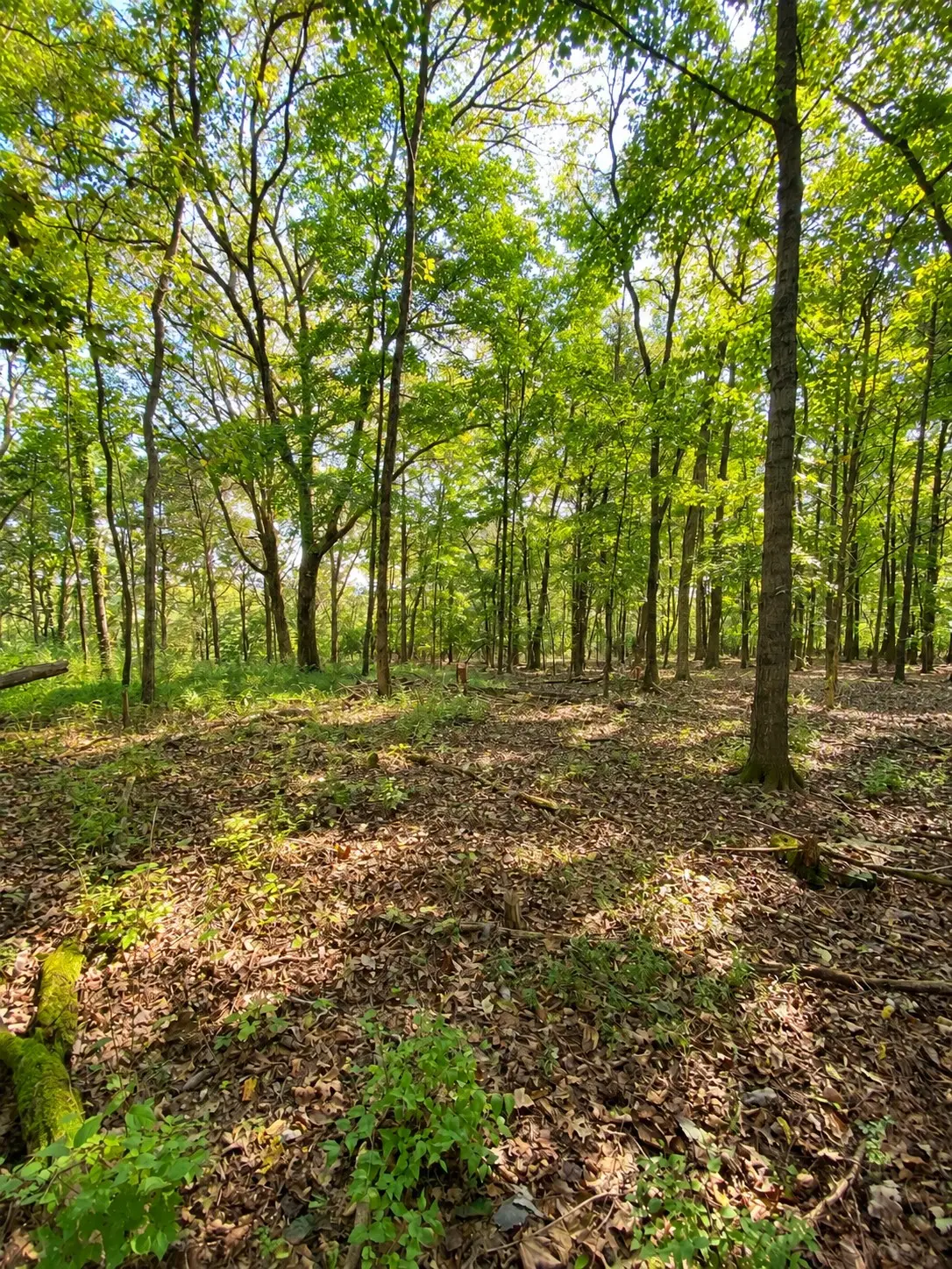 0 Pawnee Trail, Madison, TN 37115 - #1