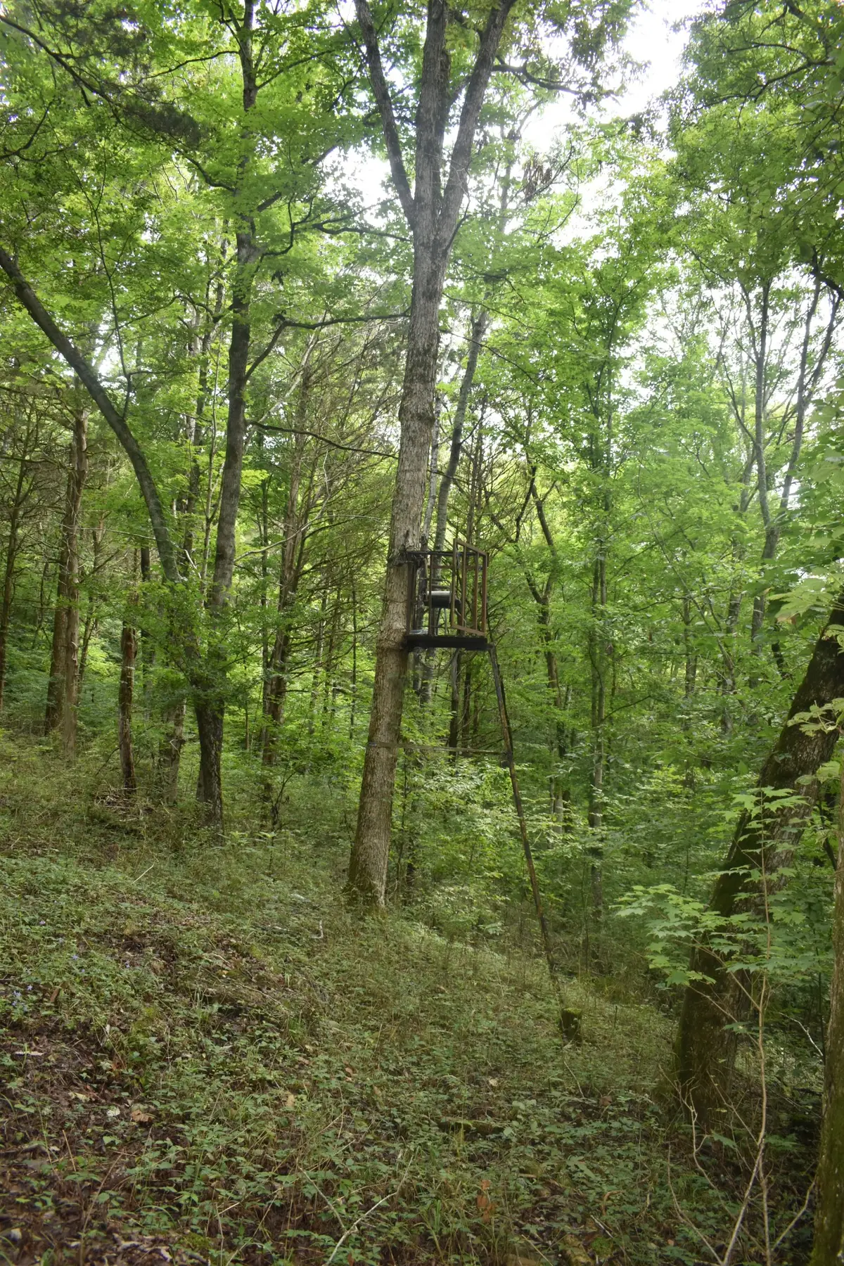 0 Ben Gentry Ln, Elmwood, TN 38560 - #1