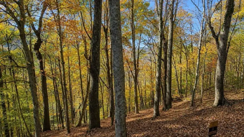 0 Savannah Dr, Smithville, TN 37166 - #1