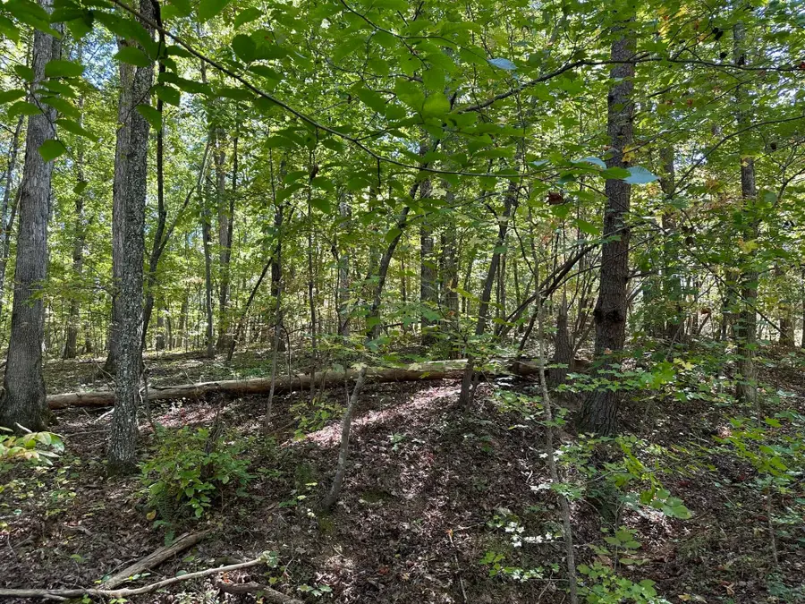 353 Diana Drive, Spring City, TN 37381 - #3