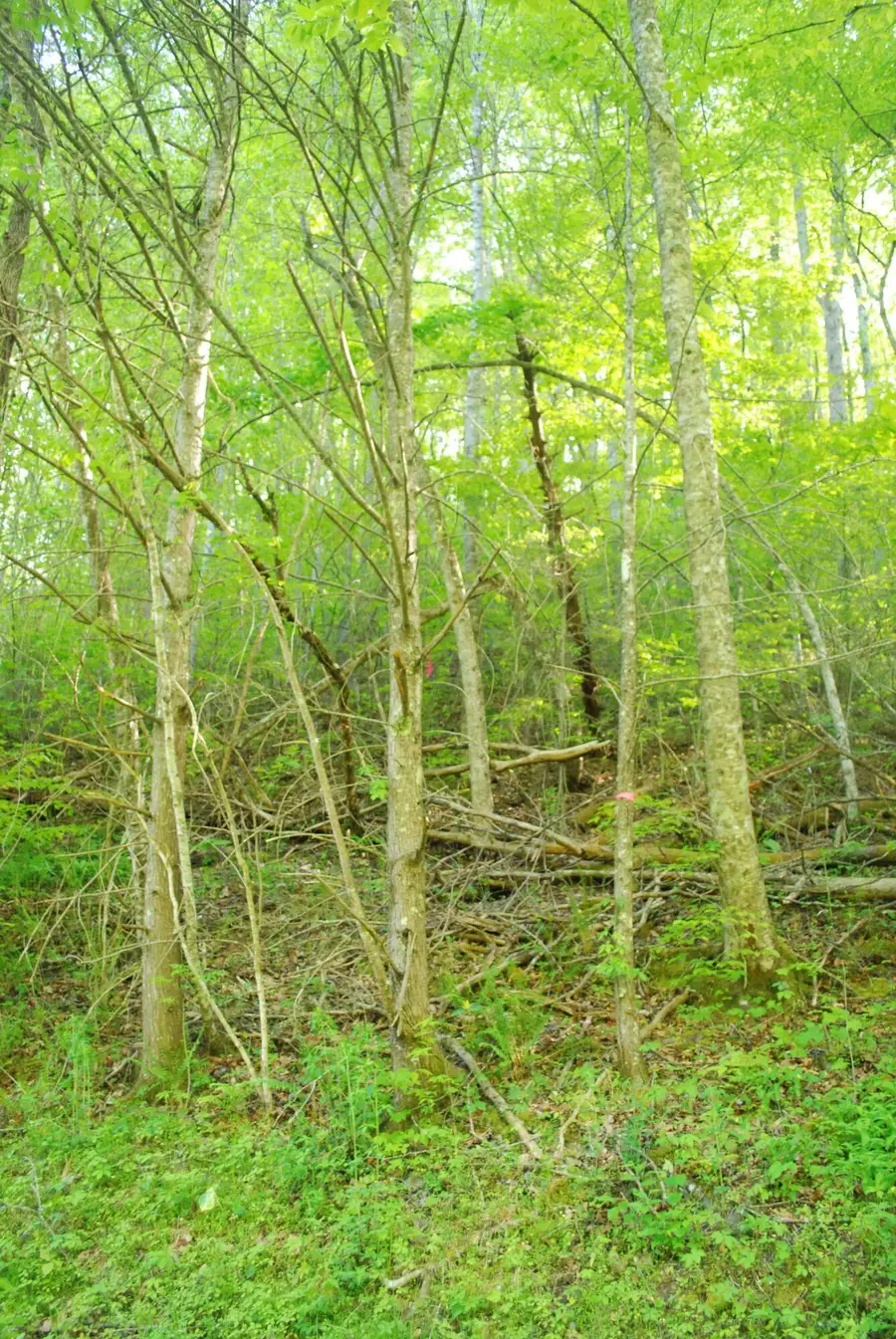 1132 Cole Lane, Gatlinburg, TN 37738 - #3