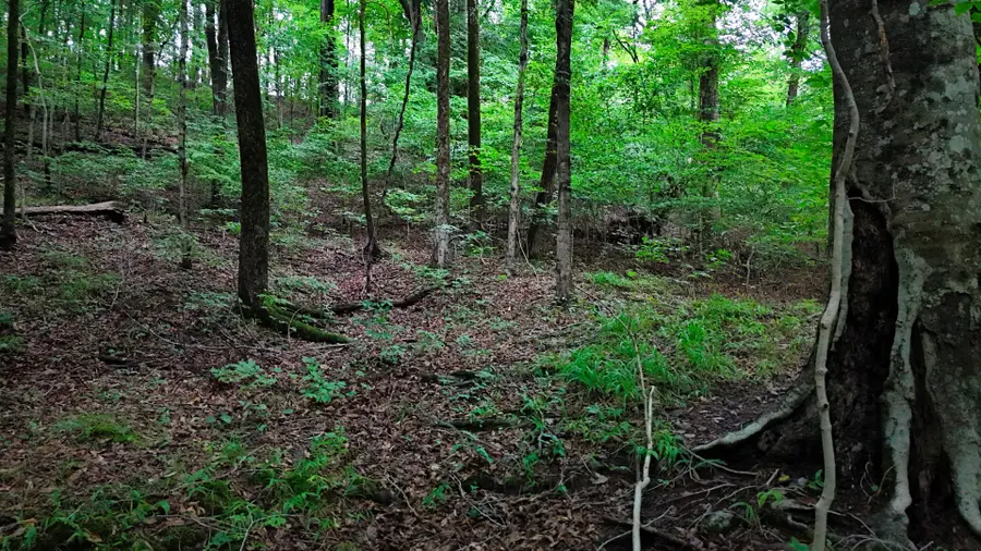 4 Cedar Hill Rd, White Bluff, TN 37187 - #3