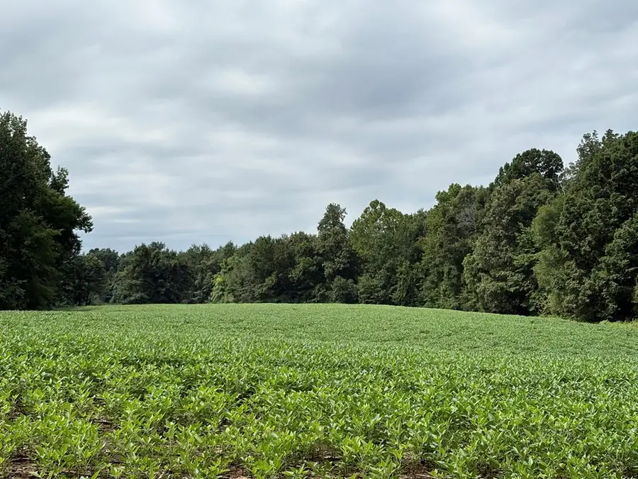 375 Ables Rd, Cottage Grove, TN 38224 - #2
