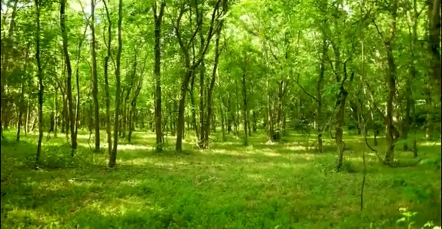 4 Reece Church Rd, Columbia, TN 38401 - #3