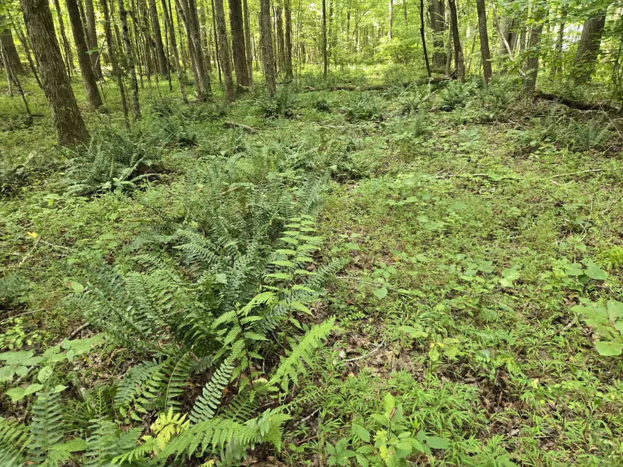 0 Webb Road, Summertown, TN 38483 - #3