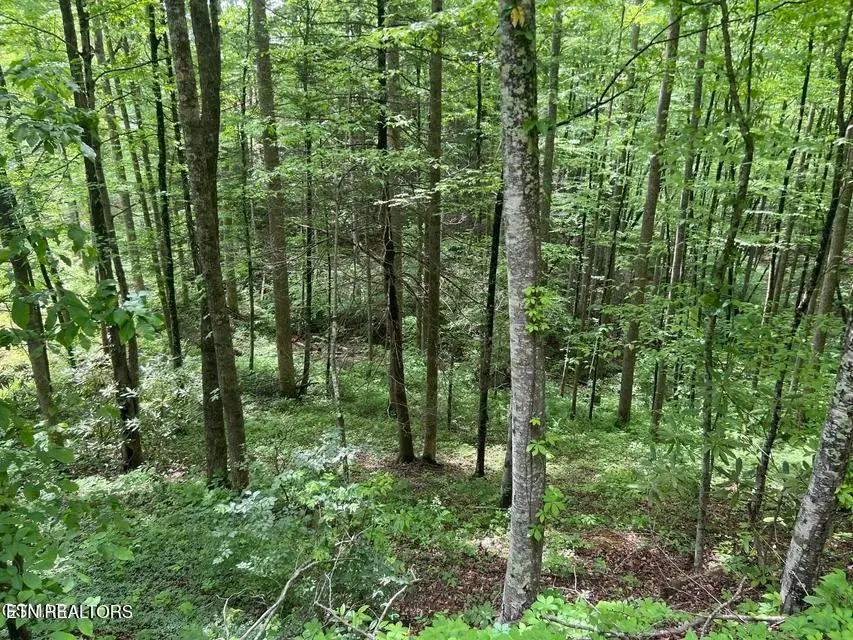 3 Old Cartertown Rd, Gatlinburg, TN 37738 - #3