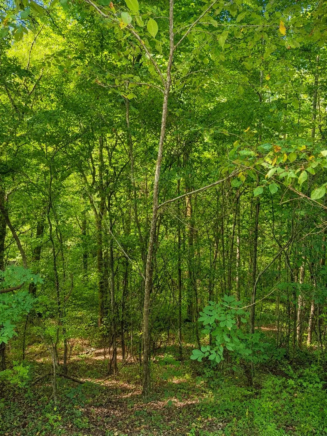 0 Shoreside Dr, Smithville, TN 37166 - #1