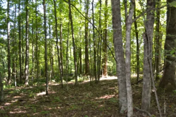 3 Ac Rock Springs Rd, Celina, TN 38551