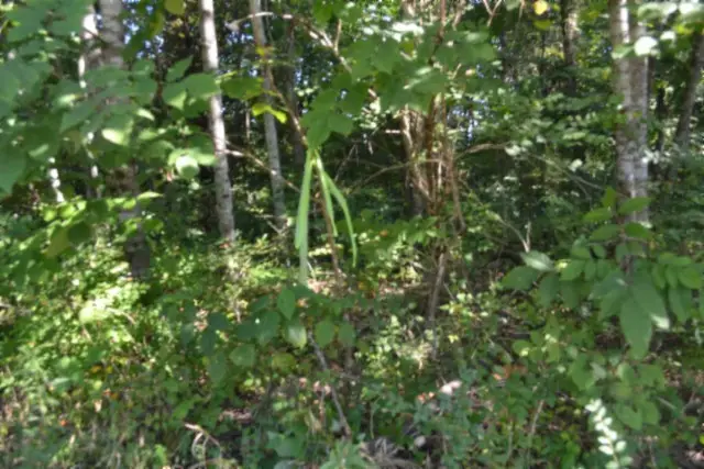 3 Ac Rock Springs Rd, Celina, TN 38551 - #3