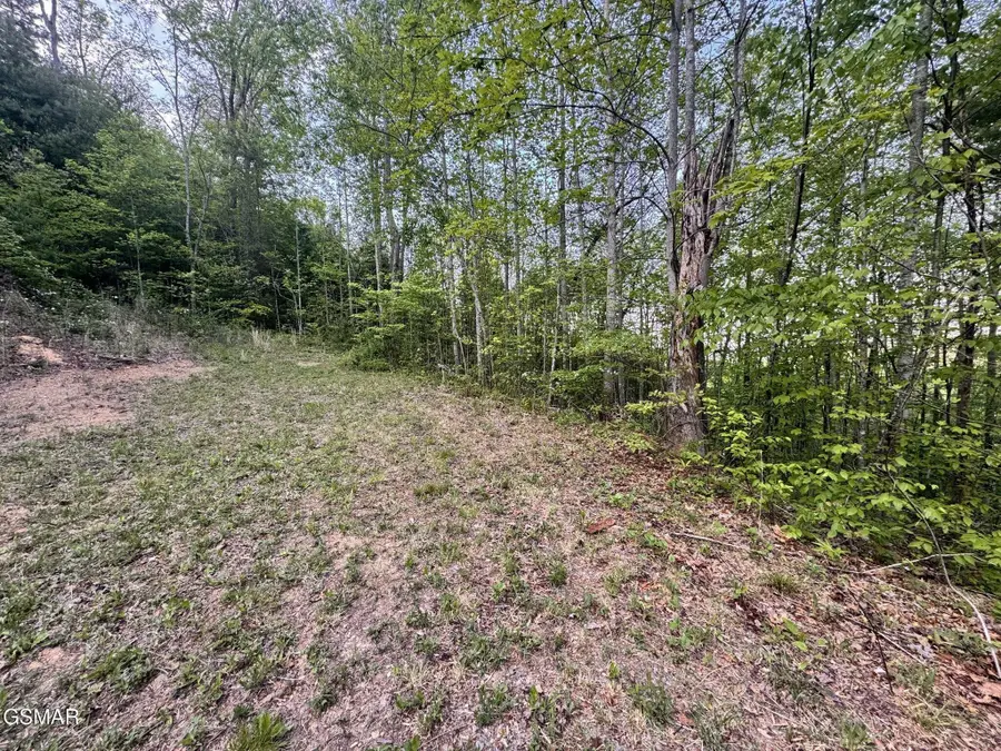 41 Black Maple Way, Del Rio, TN 37727 - #3