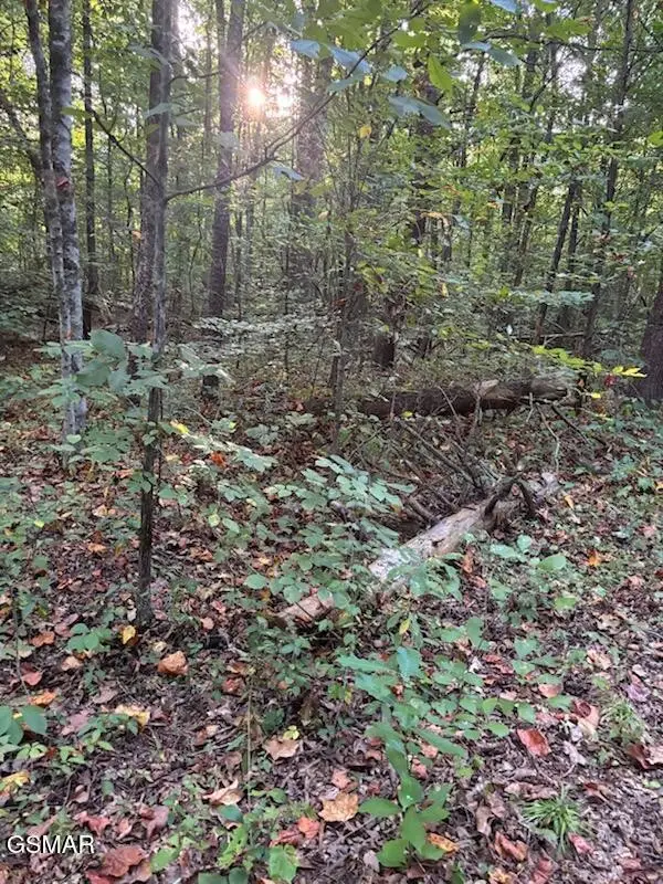 204 New Center Road, Sevierville, TN 37876 - #3