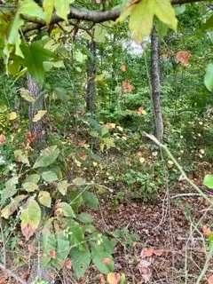 0 N Hummingbird Ln N, Dickson, TN 37055 - #2
