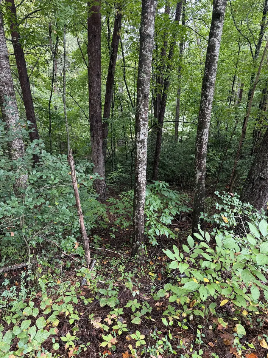 0 Little Wolfcreek Road, Murphy, NC 28906 - #2