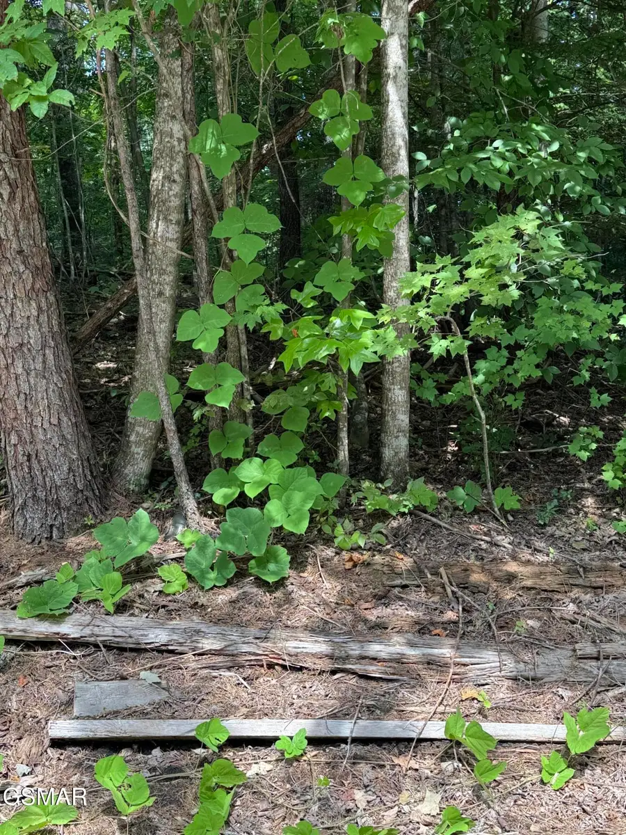0 Sb Ogle Lane, Pigeon Forge, TN 37876 - #2
