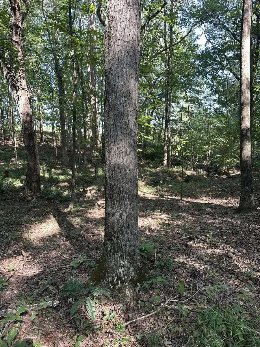 0 Perkins Rd, Puryear, TN 38251 - #2