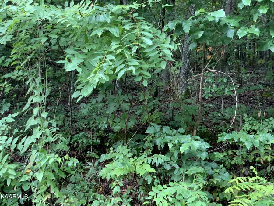 4507 Huffine Rd, Loudon, TN 37774 - #3