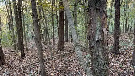 2474 Garner Rd, Mount Pleasant, TN 38474 - #3