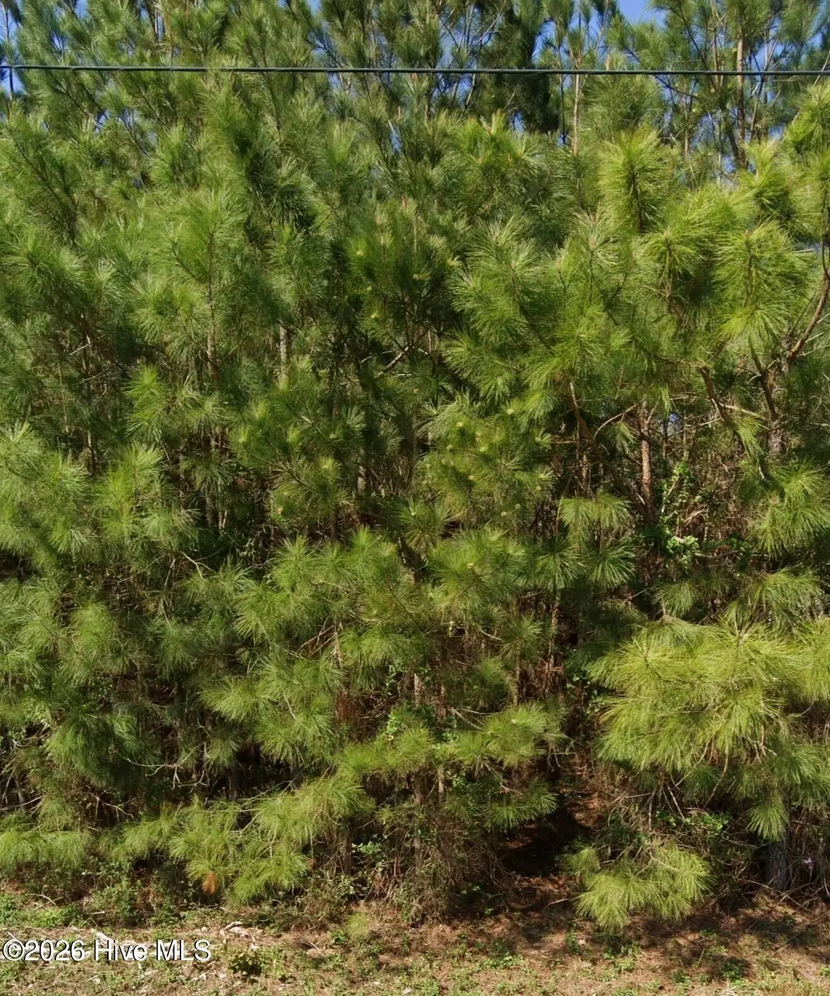 111 Windsor Lane, Edenton, NC 27932 - #1