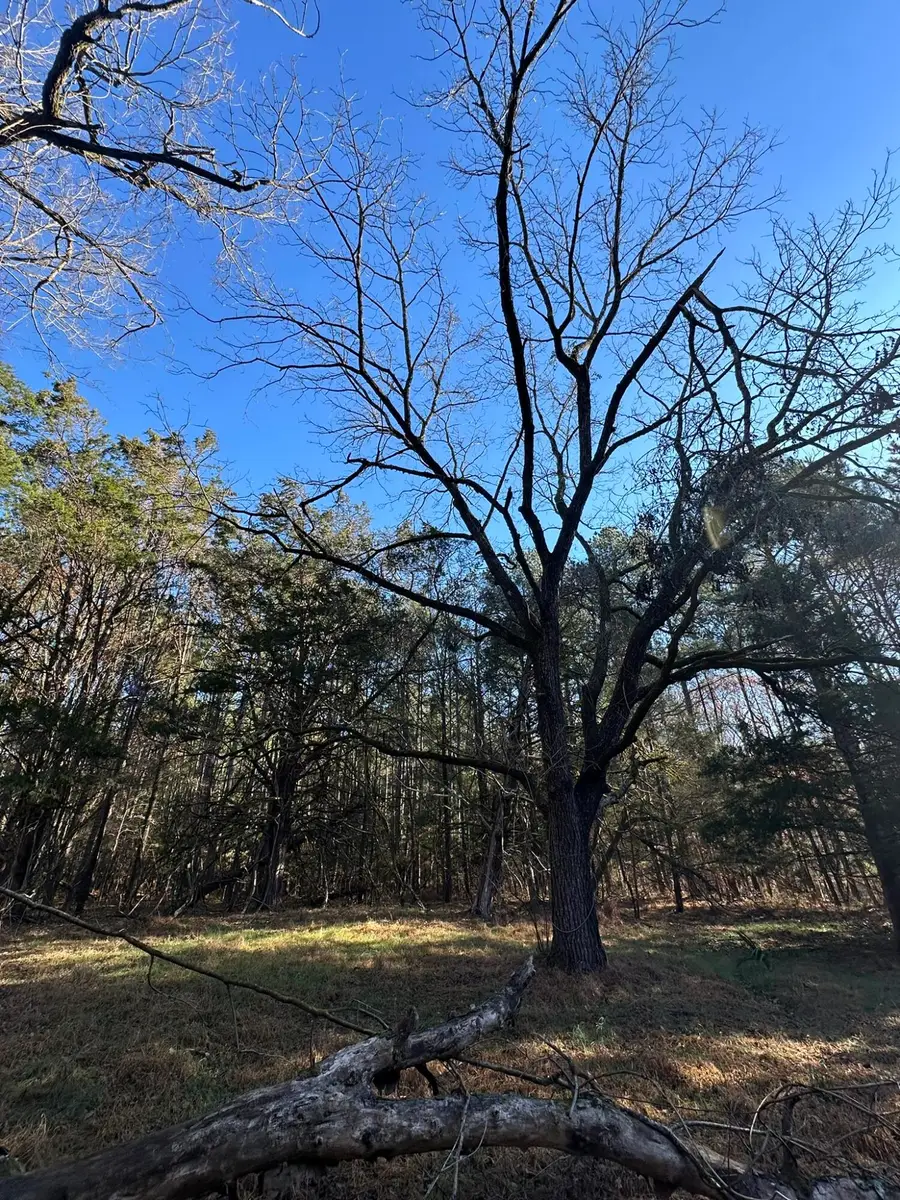 LOT 5 Saggus Road, Washington, GA 30673 - Image #3