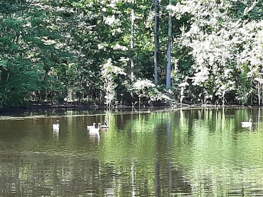 905 Neptune Trail, Appling, GA 30802 - Image #3