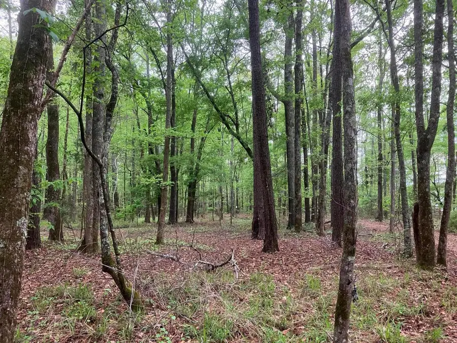 945 Neptune Trail, Appling, GA 30802 - Image #3