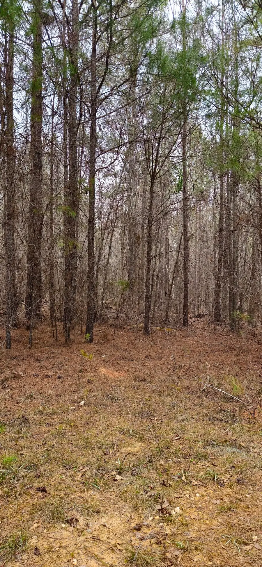 0 Hwy 220 Tract A, Lincolnton, GA 30817 - Image #2