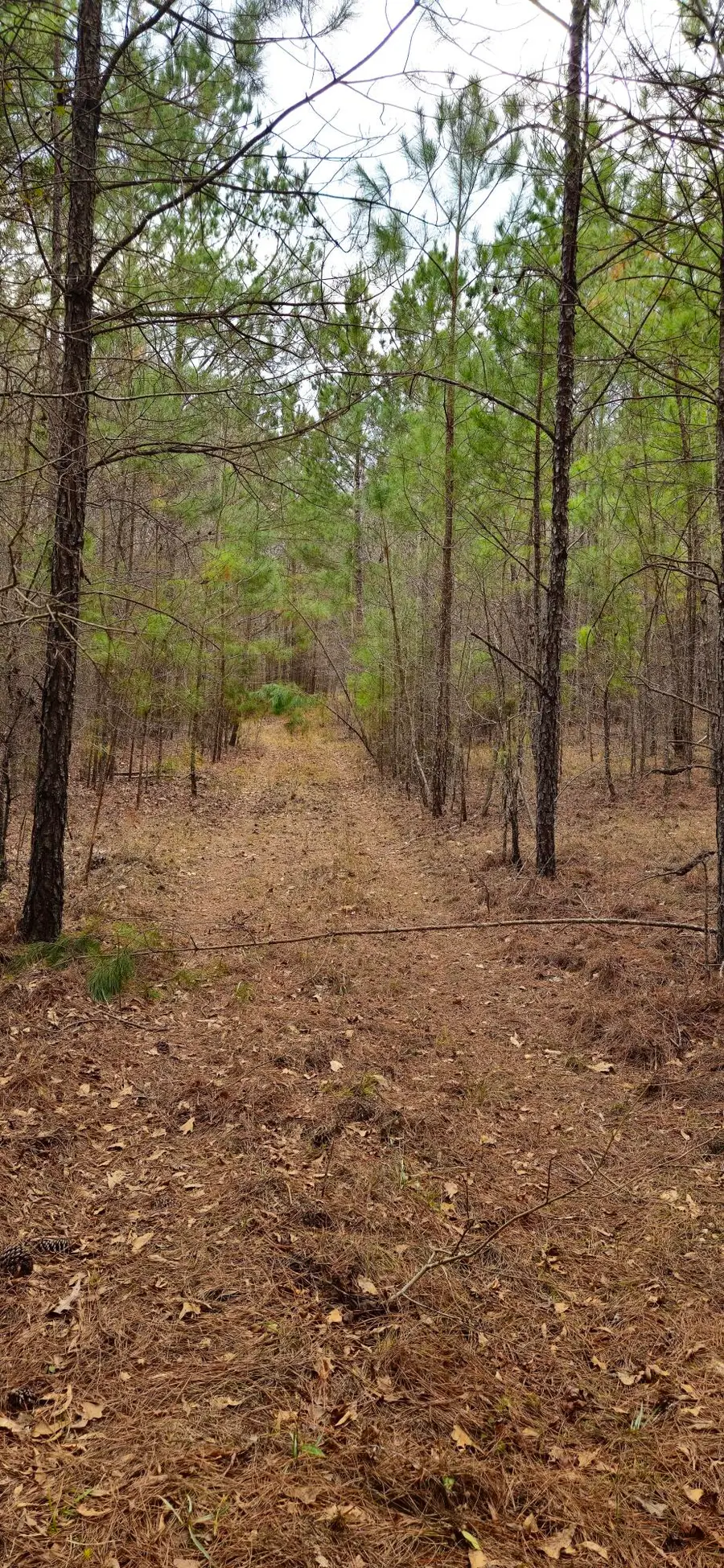 0 Hwy 220 Tract A, Lincolnton, GA 30817 - Image #3