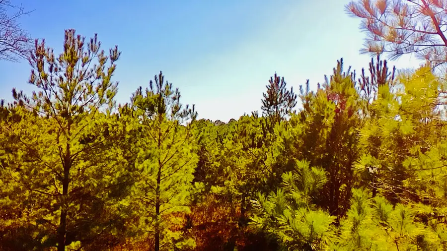 0 Loon Road, Barnwell, SC 29812 - Image #3